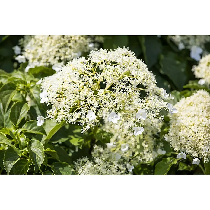 Piardino HortensieHydrangea petiolaris - Nahaufnahme einer blühenden Hortensie mit kleinen, weißen Blüten, umgeben von grünen Blättern. Eine wunderschöne Pflanze für den Garten.