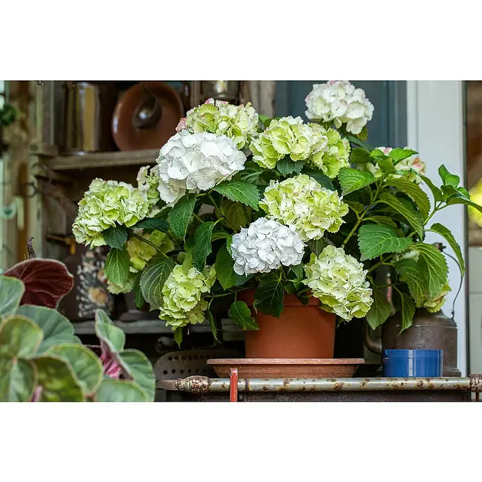 Piardino Hortensie - Hydrangea macrophylla, Topfvolumen: 2 l - Eine Nahaufnahme eines Topfes mit grün-weißen Hortensienblüten, die auf einer rustikalen Oberfläche stehen.
