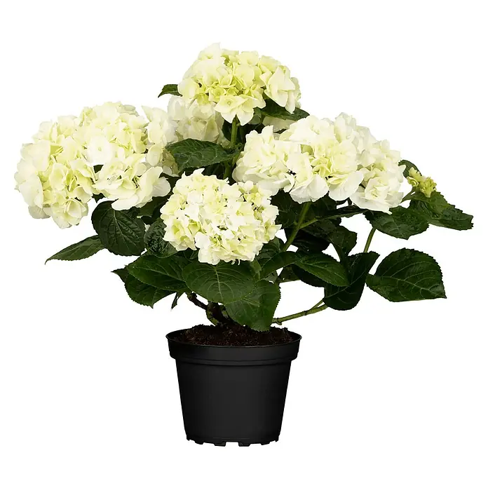 Piardino Hortensie - Hydrangea macrophylla, Topfvolumen: 2 l - Nahaufnahme einer weißen Hortensie in einem schwarzen Topf, die elegante Blütenpracht und schlichte Eleganz vereint.
