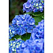 Hydrangea macrophylla 2