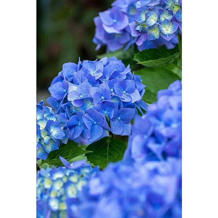 Piardino Hortensie - Hydrangea macrophylla, Topfvolumen: 2 l - Nahaufnahme von strahlend blauen Hortensienblüten mit leuchtend grünen Blättern, die ihre Schönheit hervorheben.