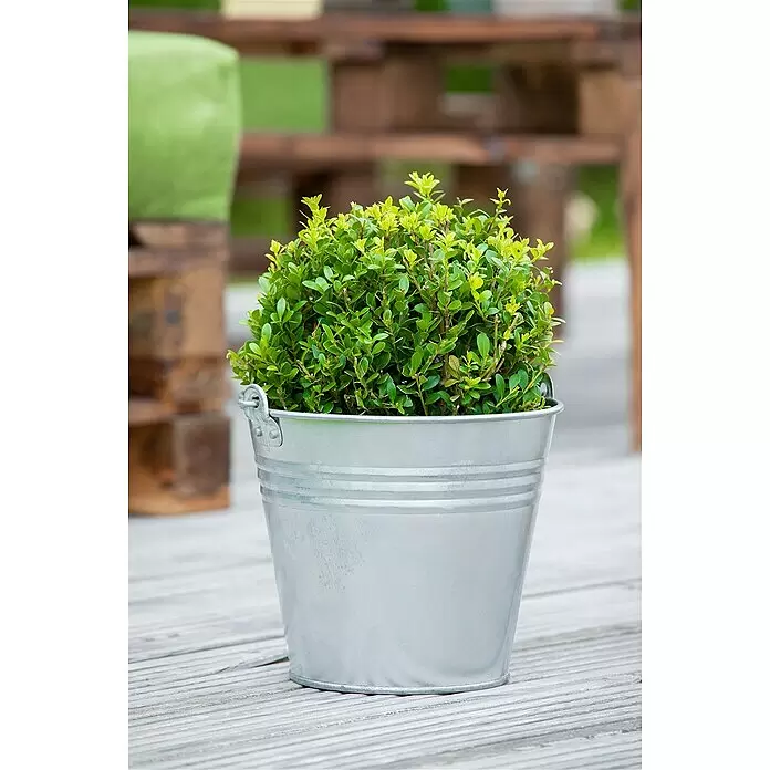 Piardino Bergilex - Ilex crenata, Aktuelle Wuchshöhe: 25 cm - 30 cm - Stimmungsaufnahme