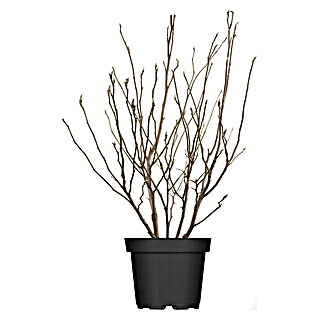 Piardino Magnolie in Arten/Sorten (Magnolia liliiflora 'Susan')