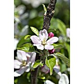 Apfelbaum Elstar (Malus domestica 'Elstar', Halbstamm, 10 l, Erntezeit: September) | BAUHAUS