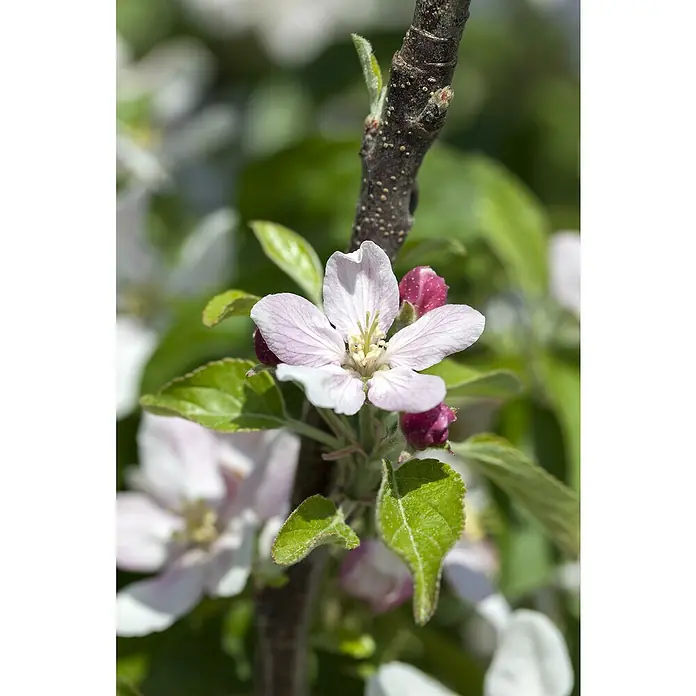 Apfelbaum ElstarMalus domestica 'Elstar', Busch, 10 l, Erntezeit: September - Nahaufnahme einer zarten Apfelblüte mit rosa Blütenblättern und grünen Blättern an einem Ast im Sonnenlicht.