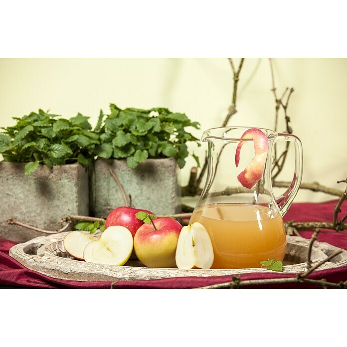 Malus domestica 12