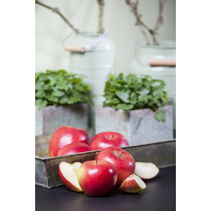 Malus domestica 12