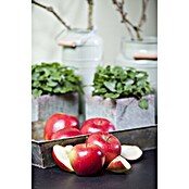 Malus domestica 12