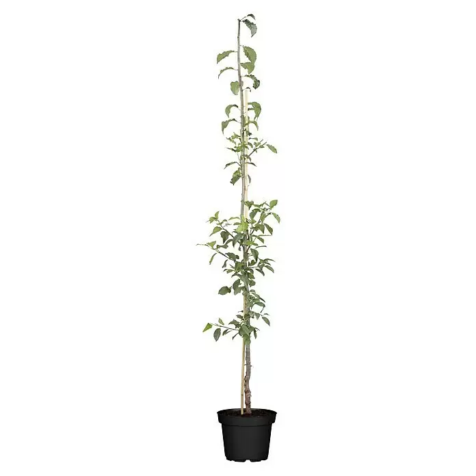 Piardino Bio PflaumenbaumPrunus domestica, Blütezeit: März