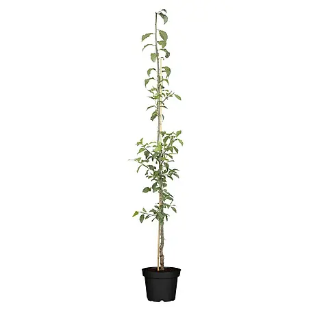 Piardino Bio Pflaumenbaum Säule