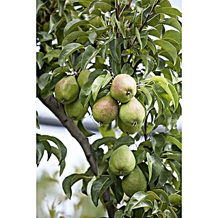 Piardino Birnenbaum Säule (Pyrus communis, Topfgröße: 12 cm, Erntezeit: September)