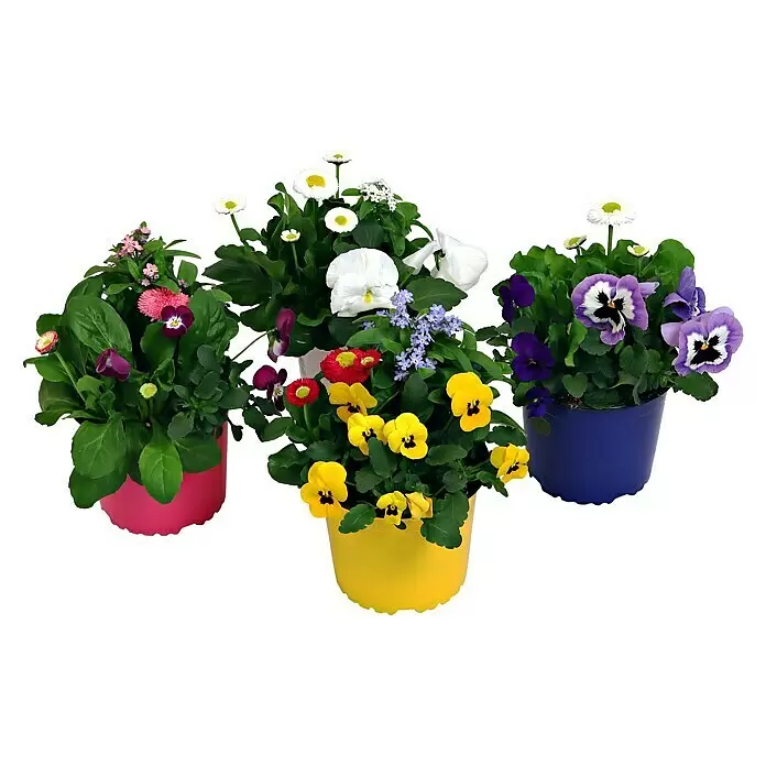 Piardino Stauden-MixStauden in Sorten, Topfgröße: 13 cm, Violett