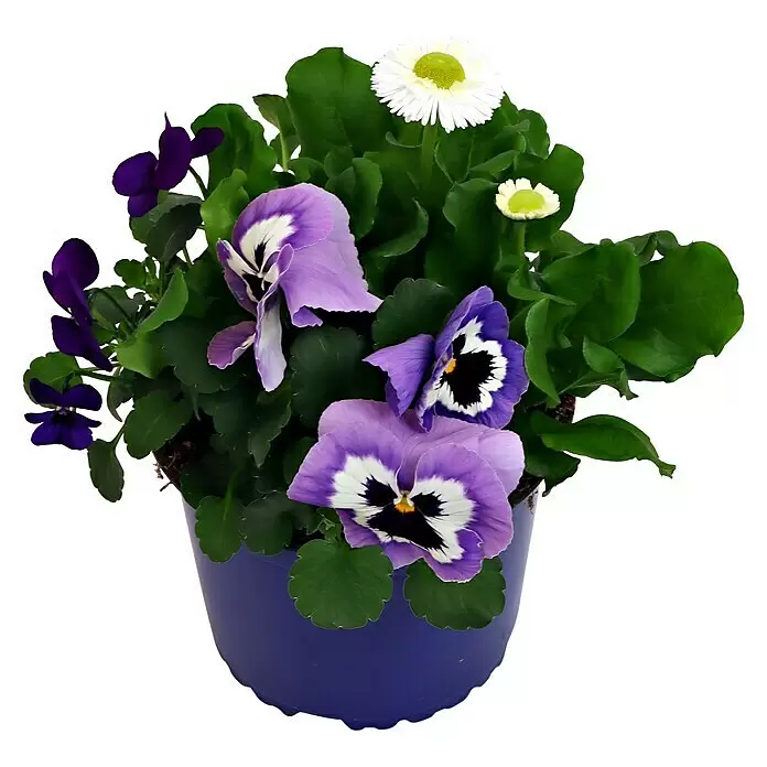 Piardino Stauden-MixStauden in Sorten, Topfgröße: 13 cm, Violett