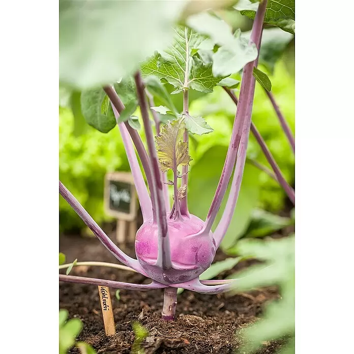 Piardino Kohlrabi Bio - Brassica oleracea var. gongylodes, Erntezeit: Juli, 6 Stk. - Detailaufnahme