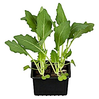 Piardino Kohlrabi Bio (Brassica oleracea var. gongylodes, Erntezeit: Juli - Oktober)