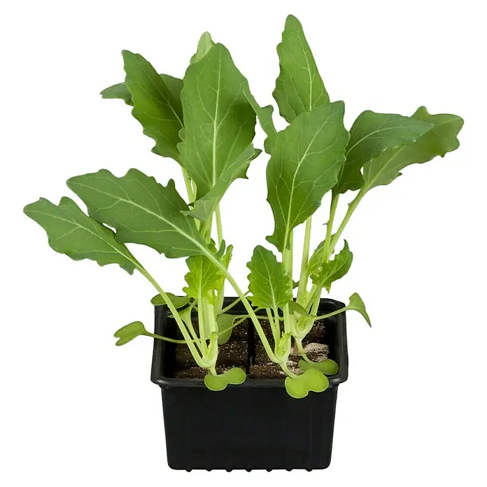 Piardino Kohlrabi Bio - Brassica oleracea var. gongylodes, Erntezeit: Juli, 6 Stk. - Junge Kohlgemüsepflanzen in einem schwarzen Behälter, bereit zum Umpflanzen in den Garten für eine reiche Ernte.