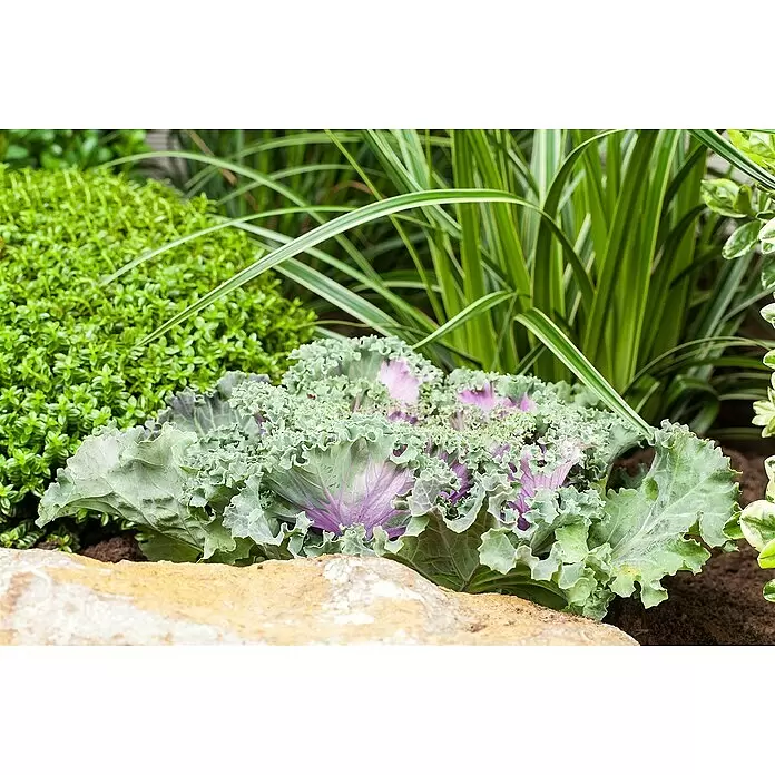 Piardino Kohlrabi Bio - Brassica oleracea var. gongylodes, Erntezeit: Juli, 6 Stk. - Stimmungsaufnahme