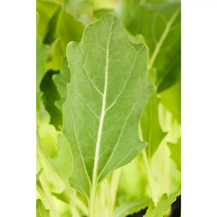Piardino Kohlrabi Bio - Brassica oleracea var. gongylodes, Erntezeit: Juli, 6 Stk. - Nahaufnahme eines grünen Mangoldblattes mit deutlichen Blattadern und einer leicht gewellten Form, das in einem Garten wächst.