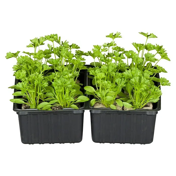 Piardino Petersilie Bio - Petroselinum crispum - Zwei schwarze Behälter mit frischer Petersilie, ideal zum Würzen von Speisen und für den Garten. Ein Küchenkräuter-Set zum Anpflanzen.