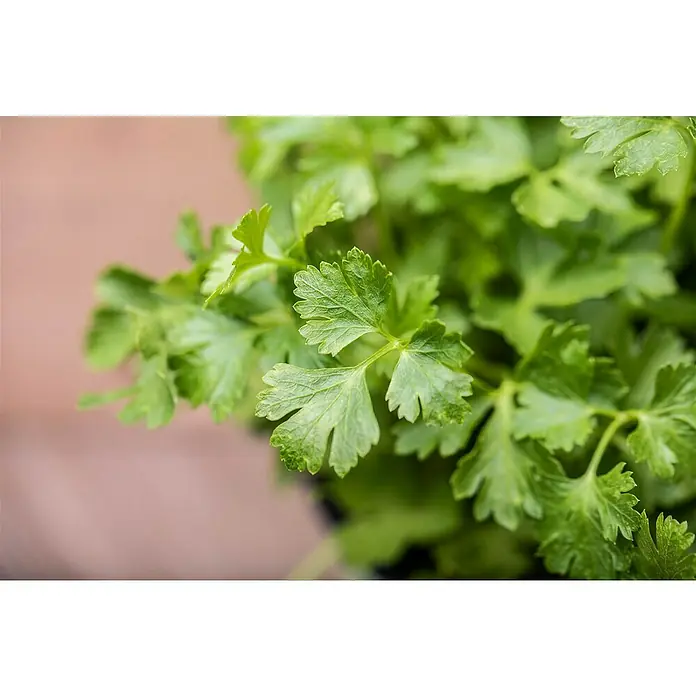 Piardino Petersilie Bio - Petroselinum crispum - Nahaufnahme von frischer, grüner Petersilie, die ihre krausen Blätter und lebendige Farbe zeigt. Perfekt für kulinarische Zwecke und Dekoration.