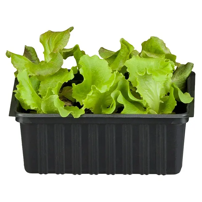Piardino Bio Kopfsalat - Lactuca sativa var. capitata, Erntezeit: Juni - Frischer Pflücksalat in einer schwarzen Kunststoffschale. Ideal für knackige Salate und gesunde Ernährung.