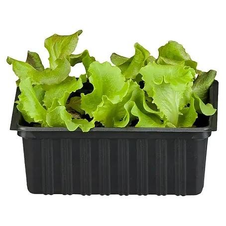 Piardino Bio Kopfsalat