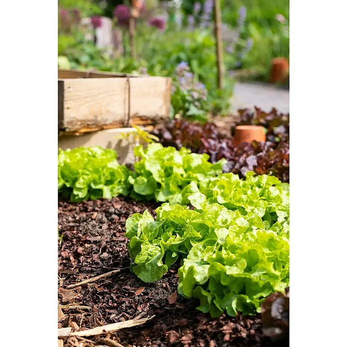 Piardino Bio Kopfsalat - Lactuca sativa var. capitata, Erntezeit: Juni - Nahaufnahme von frischem, grünem Salat im Garten, umgeben von Mulch und anderen Pflanzen.
