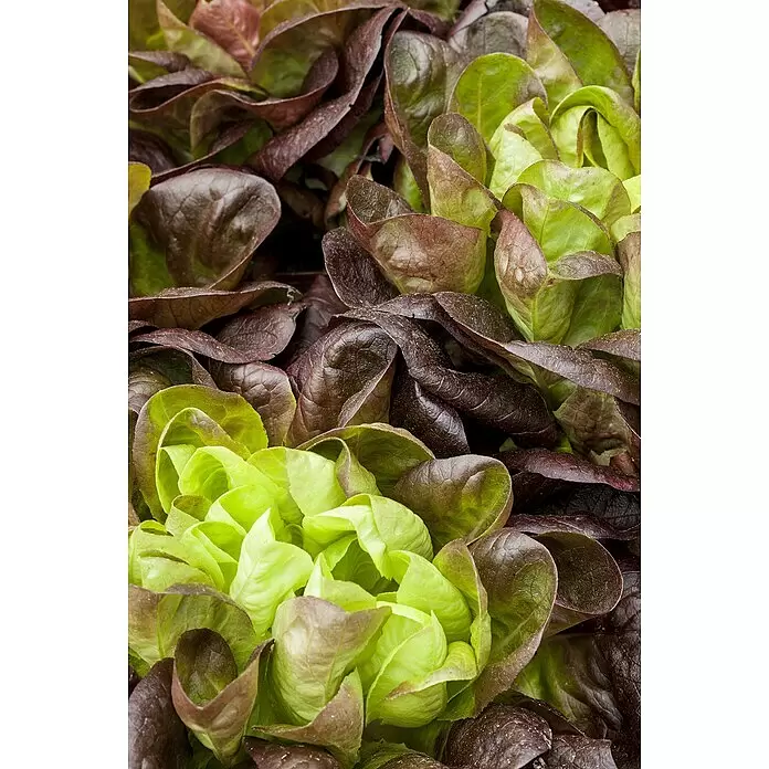 Piardino Bio Kopfsalat - Lactuca sativa var. capitata, Erntezeit: Juni - Detailaufnahme