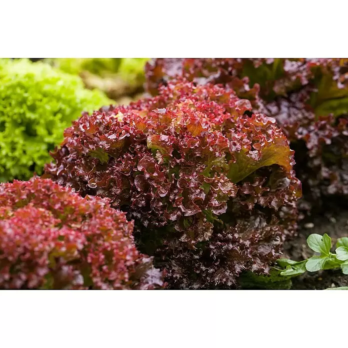 Blattsalat Bio - Lactuca sativa var. crispa, Erntezeit: April - Detailaufnahme
