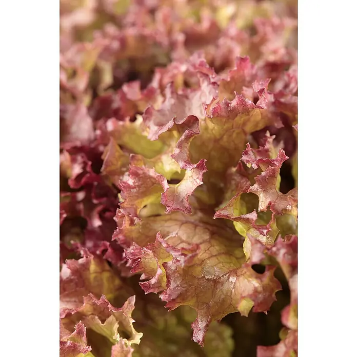 Piardino Pflücksalat 6er Schale - Latuca sativa Lollo Rosso, Erntezeit: April - Nahaufnahme von rotem, krausem Pflücksalat. Die Blätter sind frisch und zeigen eine schöne Farbvariation von Rot bis Grün. Ideal für Salate.