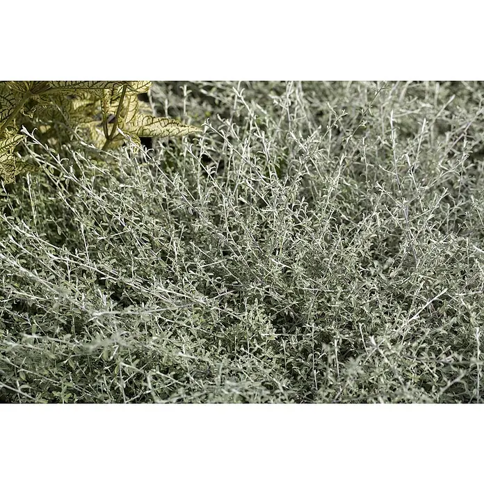 Piardino Strohblume - Helichrysum i.S., Blütenfarbe: Mehrfarbig - Nahaufnahme einer üppigen, silbernen Pflanzenlandschaft, die ein friedliches und natürliches Ambiente erzeugt.