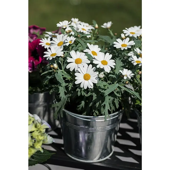 Piardino Strauchmargerite - Argyranthemum frutescens, Weiß - Nahaufnahme von Topfblumen. Die weißen Margeriten mit den gelben Zentren blühen üppig in einem glänzenden, metallenen Topf.