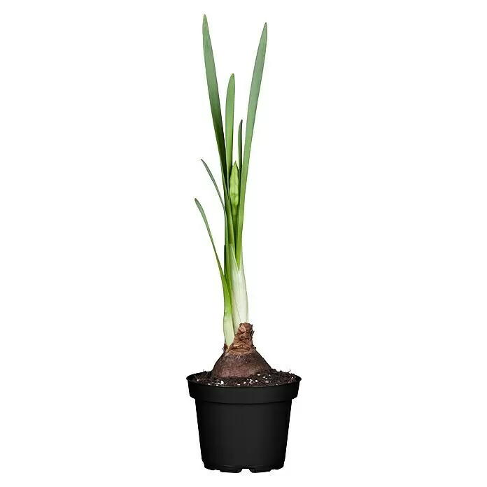 Piardino Frühlingsblumenzwiebeln Narzissen - Narcissus pseudonarcissus 'Carlton', Topfgröße: 12 cm - Grüne Narzissenpflanze mit Blättern und Knospe, die aus einer Zwiebel in einem schwarzen Topf wächst.