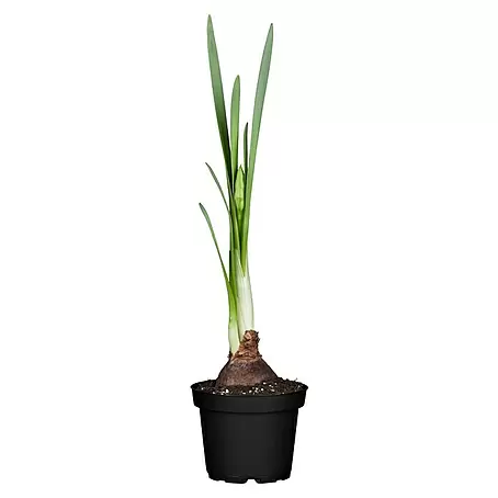 Piardino  Frühlingsblumenzwiebeln Narzissen