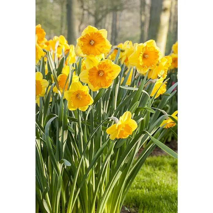 Piardino Frühlingsblumenzwiebeln Narzissen - Narcissus pseudonarcissus 'Carlton', Topfgröße: 12 cm - Nahaufnahme einer Gruppe von gelben und orangefarbenen Narzissen mit grünen Stielen in einem Garten.