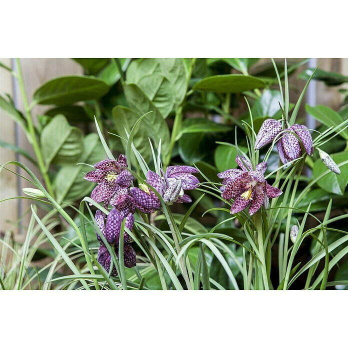 Piardino Frühlingsblumenzwiebeln (Violett, Fritillaria meleagris, Blütezeit: April) | BAUHAUS