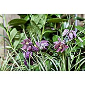 Piardino Frühlingsblumenzwiebeln (Violett, Fritillaria meleagris, Blütezeit: April) | BAUHAUS