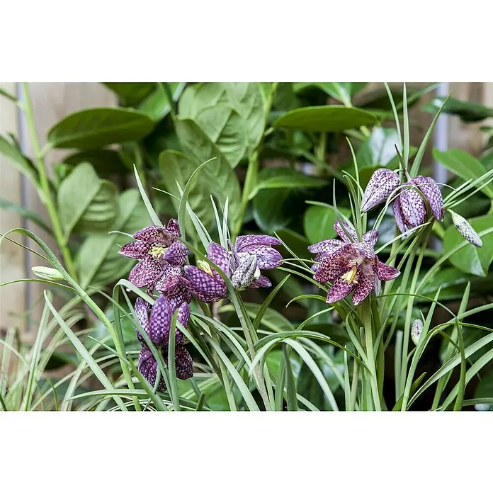 Piardino Frühlingsblumenzwiebeln Schachbrettblume - Violett, Fritillaria meleagris, Blütezeit: April - Nahaufnahme von Schachbrettblumen, die in einer natürlichen Umgebung mit grünen Blättern und schlanken Halmen wachsen, wodurch ihre einzigartige Schönheit betont wird.