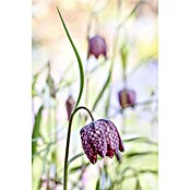 Piardino Frühlingsblumenzwiebeln (Violett, Fritillaria meleagris, Blütezeit: April) | BAUHAUS