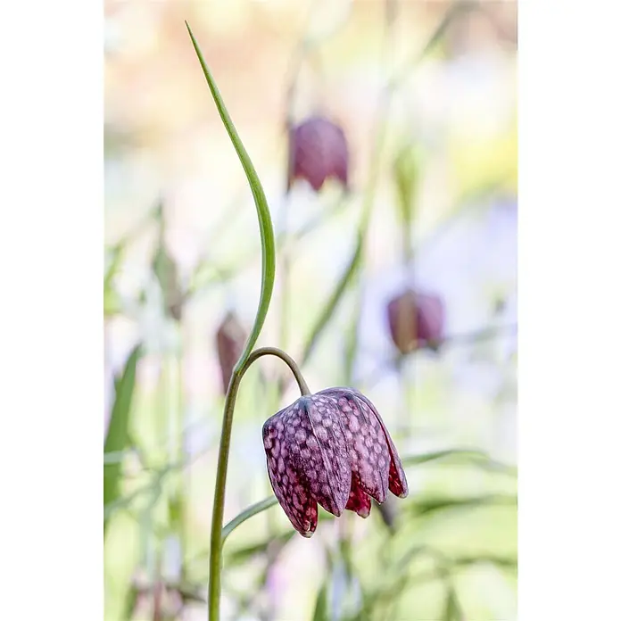 Piardino Frühlingsblumenzwiebeln Schachbrettblume - Violett, Fritillaria meleagris, Blütezeit: April - Nahaufnahme einer Schachbrettblume mit lila Blütenblättern, die von grünen Blättern umgeben ist, vor einem verschwommenen Hintergrund.