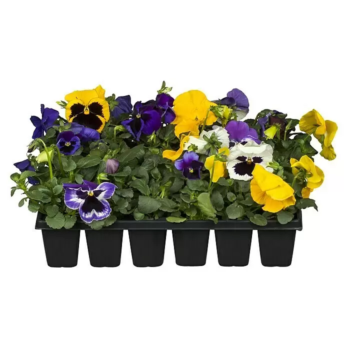 Piardino Garten-Stiefmütterchen 10er Clayette - Viola in Sorten, Bunt - Bunte Stiefmütterchen-Setzlinge in Gelb, Lila und Weiß, präsentiert in einem schwarzen Pflanzgefäß.