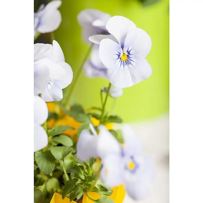Piardino Garten-Stiefmütterchen 10er Clayette - Viola in Sorten, Bunt - Nahaufnahme von Stiefmütterchen in einem gelben Topf vor einem hellgrünen Hintergrund. Zarte Blütenblätter in Weiß und Lila stechen hervor.