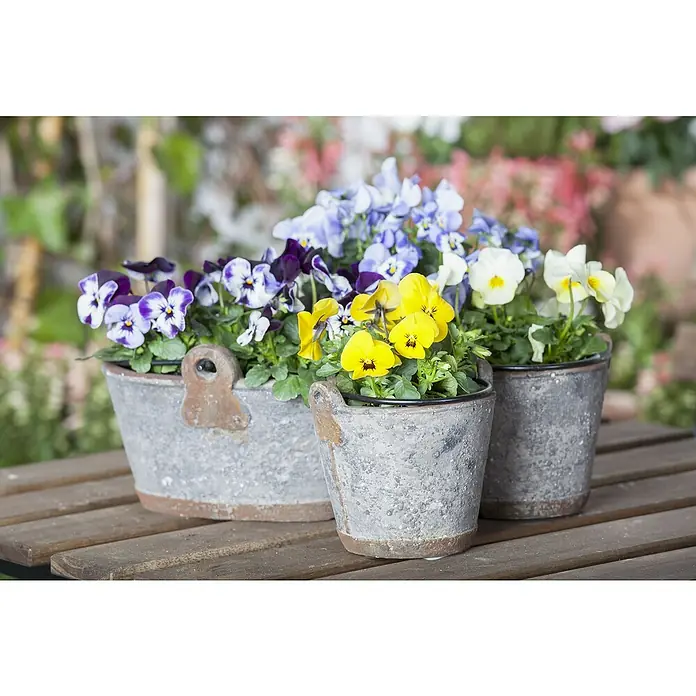 Piardino Garten-Stiefmütterchen 10er Clayette - Viola in Sorten, Bunt - Drei Zinktöpfe mit bunten Stiefmütterchen auf einem Holztisch. Die Stiefmütterchen in Gelb, Weiß und Lila setzen farbenfrohe Akzente.