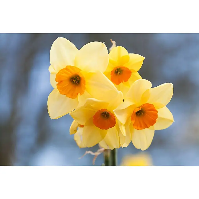 Piardino Frühlingsblumenzwiebeln NarzisseNarcissus pseudonarcissus 'Tête-à-Tête', 9 cm - Nahaufnahme von gelben Narzissen mit leuchtend orangefarbenen Trompeten, die die Schönheit des Frühlings zeigen.