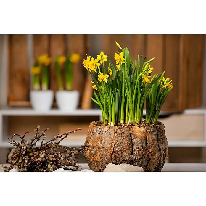Piardino Frühlingsblumenzwiebeln Narzisse - Narcissus pseudonarcissus 'Tête-à-Tête', 9 cm - Gelbe Narzissen in einem rustikalen Baumrinde-Topf, begleitet von blühenden Kätzchenzweigen, strahlen frühlingshafte Wärme und natürliche Schönheit aus.