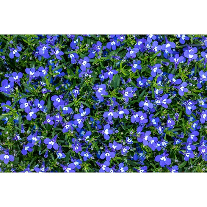 Lobelia erinus 13 3 Pflanzen im Topf