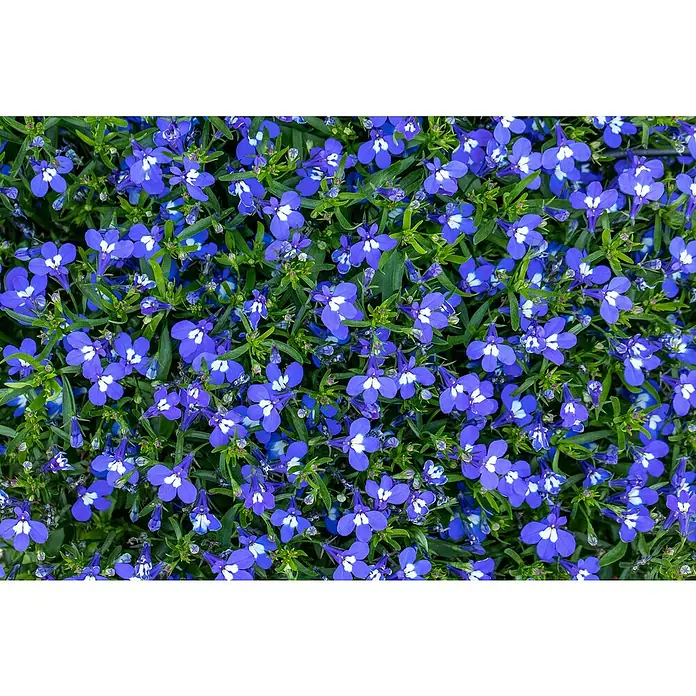 Piardino Lobelie - Lobelia erinus, Blütenfarbe: Blau - Nahaufnahme von blauem Lobelia-Blumenmeer mit zarten Blütenblättern und grünen Blättern. Die Blüten sind dicht gedrängt und lebendig.