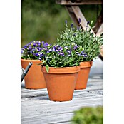 Lobelia erinus 13 3 Pflanzen im Topf