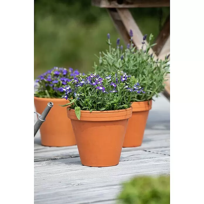 Piardino Lobelie - Lobelia erinus, Blütenfarbe: Blau - Stimmungsaufnahme