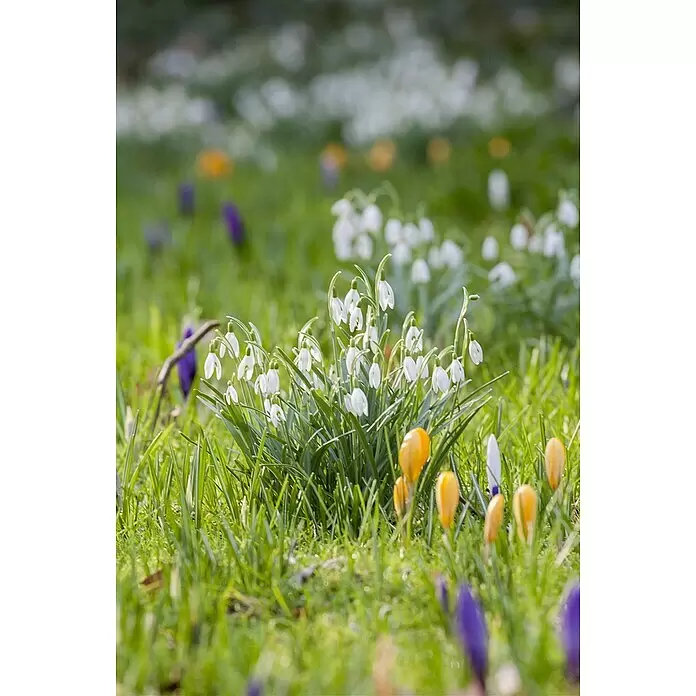 Piardino Frühlingsblumenzwiebeln Schneeglöckchen - Galanthus nivalis - Stimmungsaufnahme